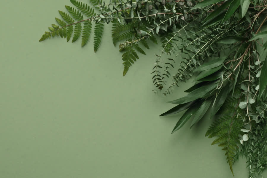 Farn-, Eukalyptus- und Olivenzweige auf salbeigruenem Grund